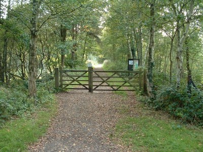 a path and fence between trees in a wood