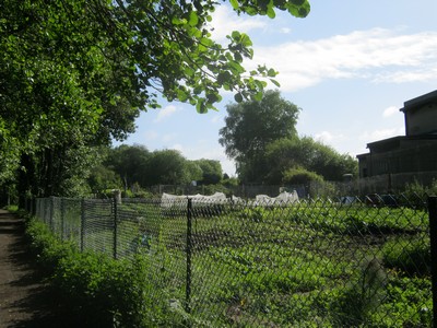 a chain fence with a lush green allotment behind it