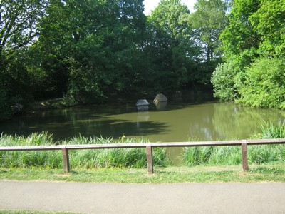 a pond with trees surrounding it