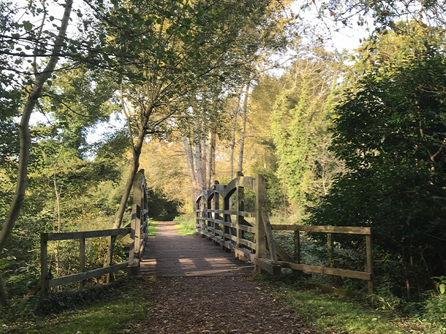 bridge in a forest