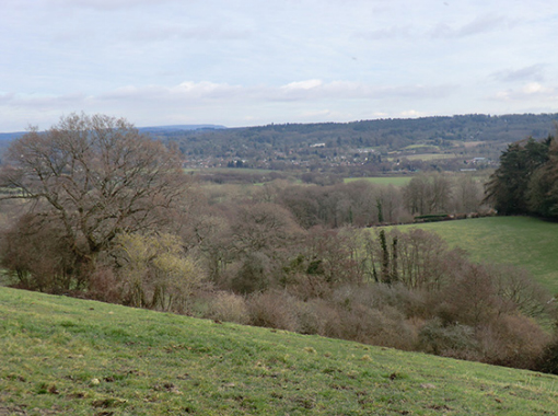 Hills and trees