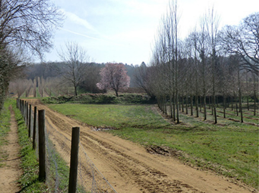 a dirt path by a fence in a field