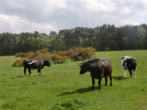 a field with 3 cows in it and a woodland in the background