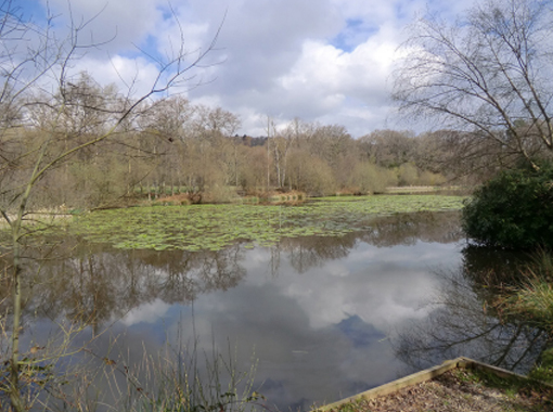 a pond with trees surrounding it