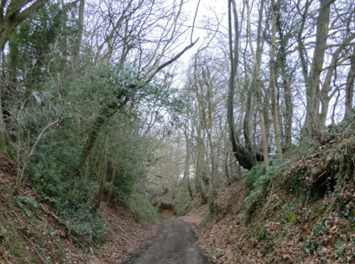 a woodland path with huge trees either side
