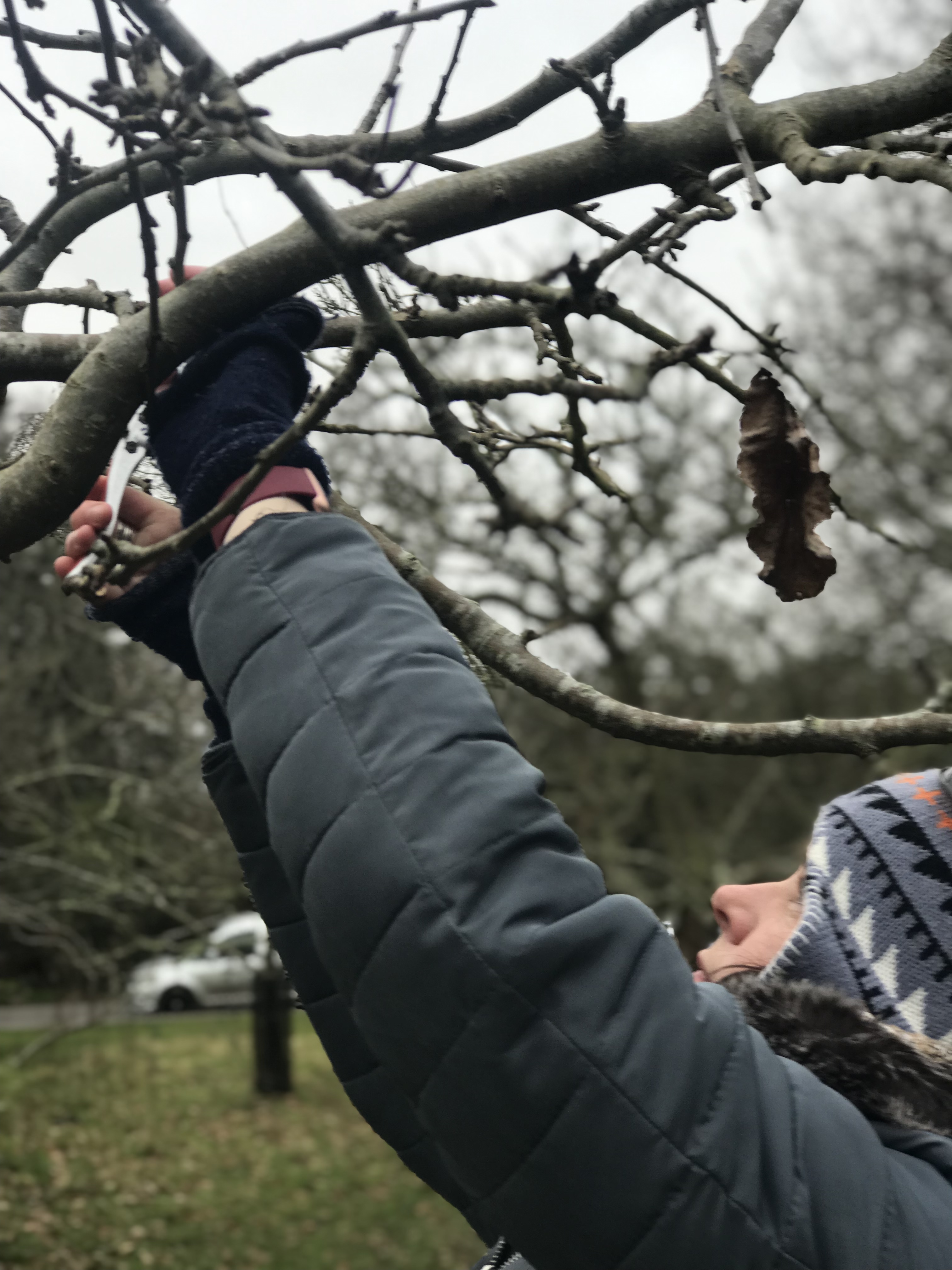 Mill Road Community Orchard Pruning - this Saturday!