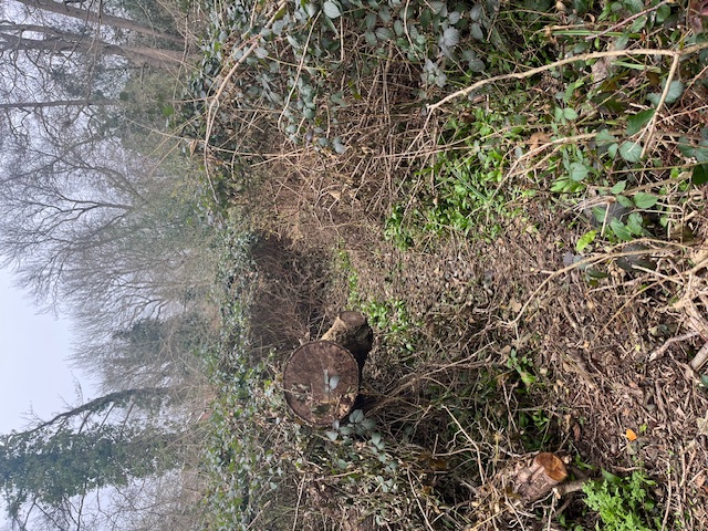 The Riverside Walk Ranger Volunteer Group