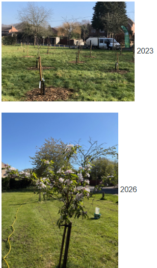 Mill Road Orchard
