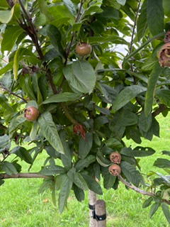 Mill Road Orchard
